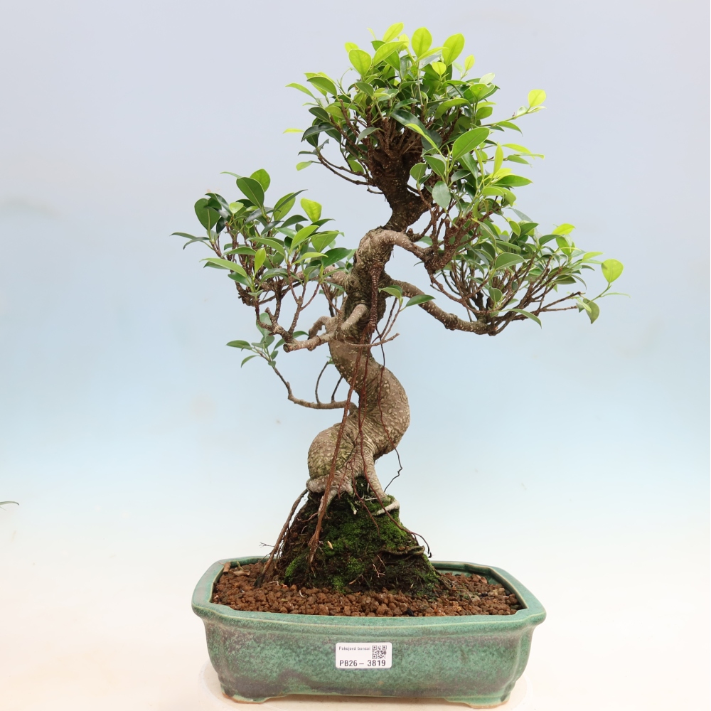 Pokojová bonsai - Ficus kimmen -  malolistý fíkus