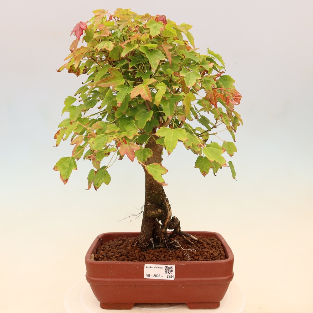 Venkovní bonsai - Javor Burgerův - Acer Burgerianum 