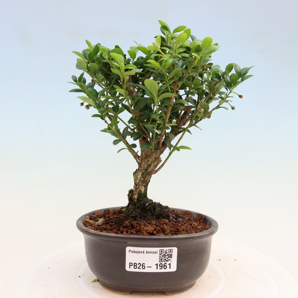 Pokojová bonsai - Ilex crenata - Cesmína