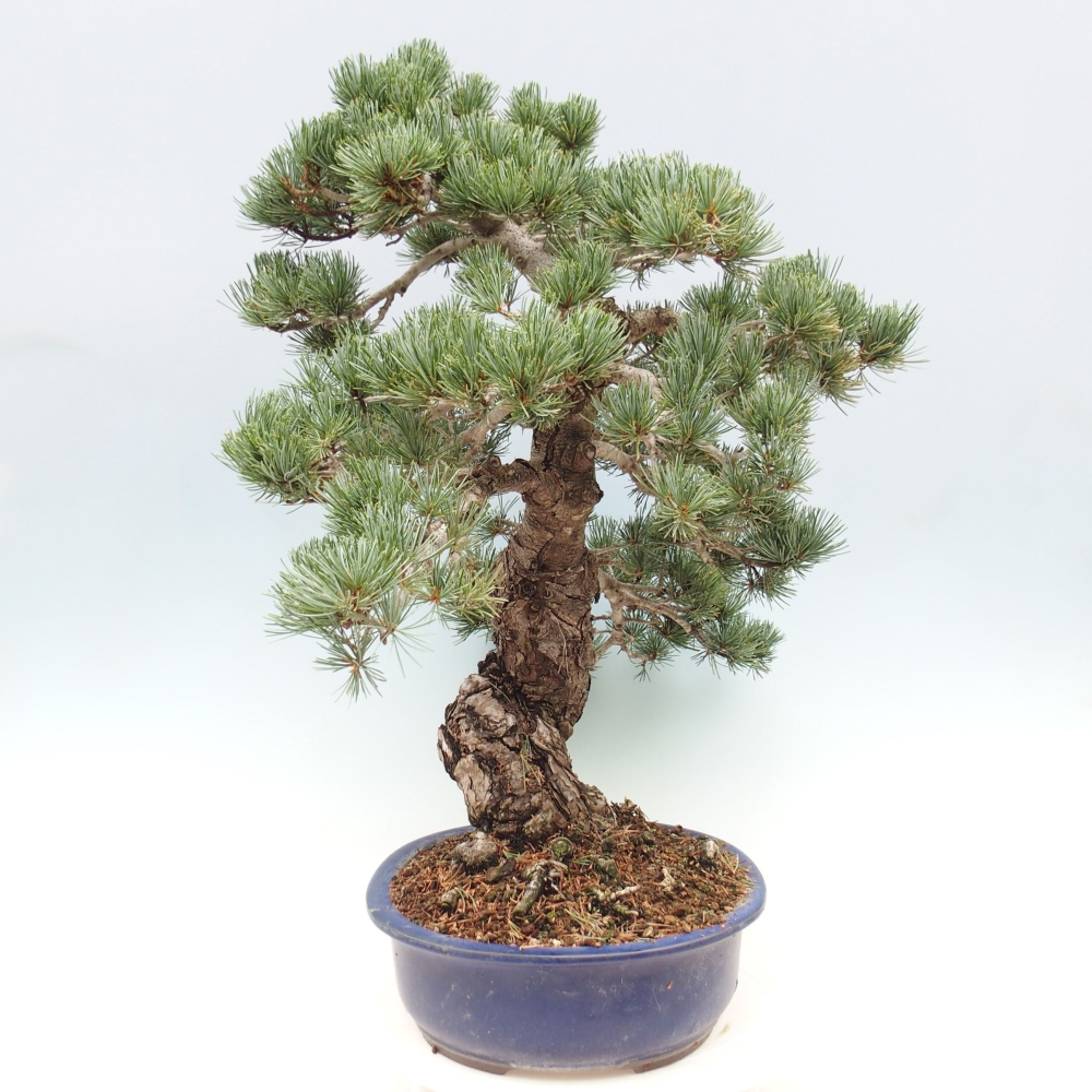 Venkovní bonsai - Pinus parviflora - Borovice drobnokvětá