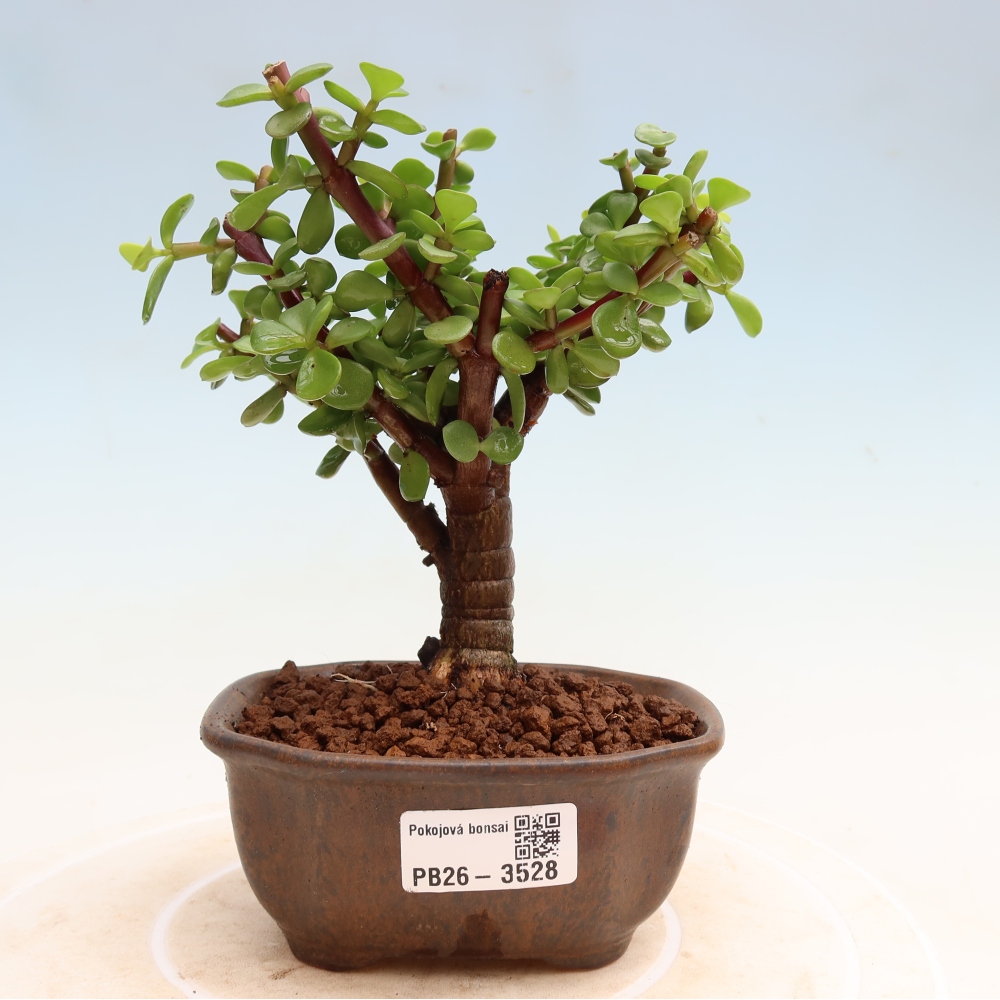 Pokojová bonsai - Portulakaria Afra - Tlustice
