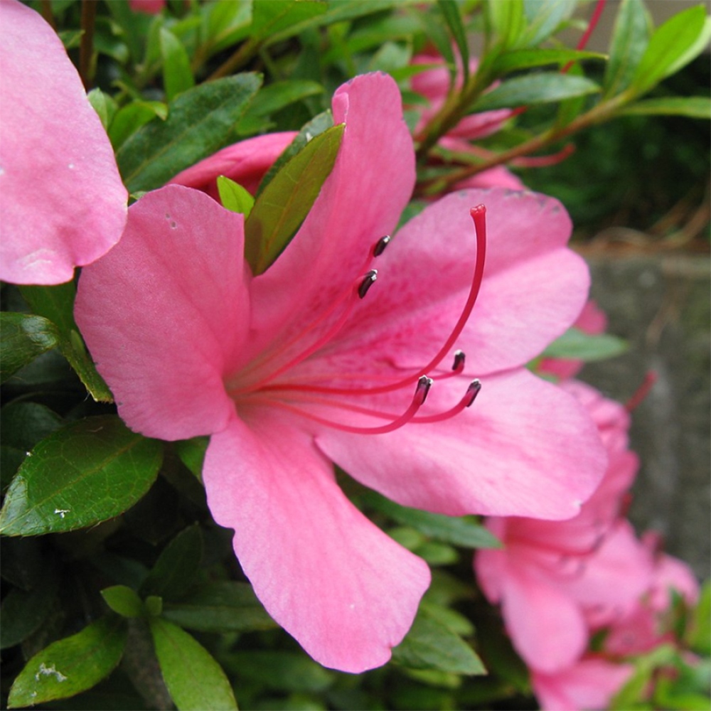 Venkovní bonsai - Japonská azalka - Azalea Satsuki