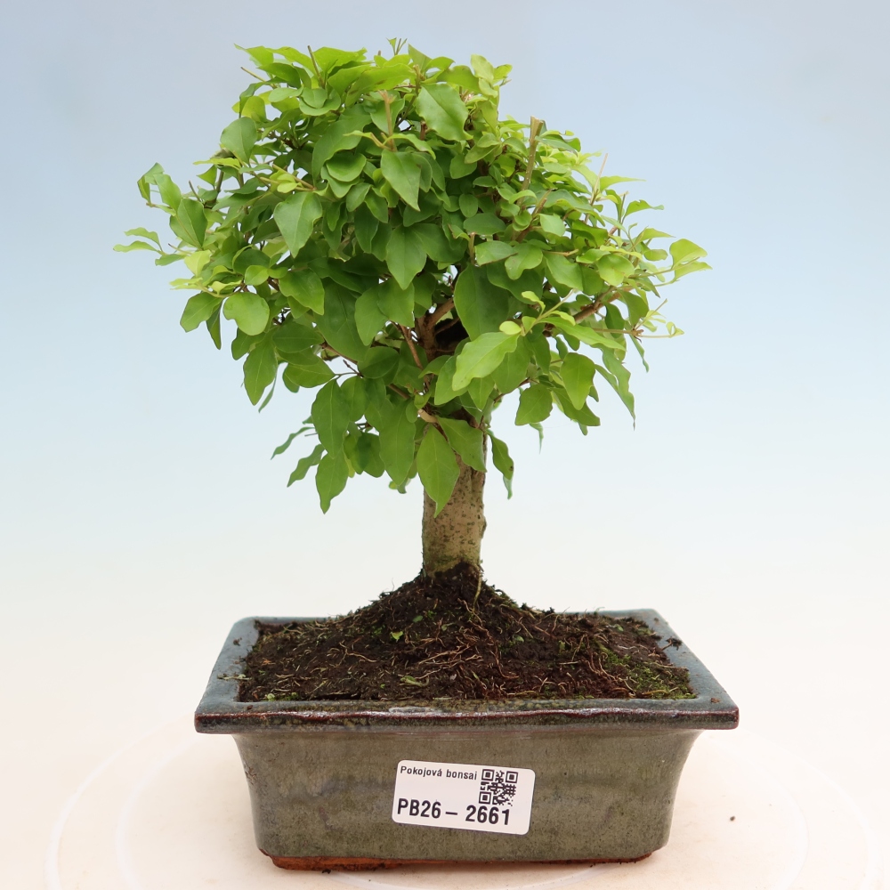 Pokojová bonsai -Ligustrum chinensis - Ptačí zob