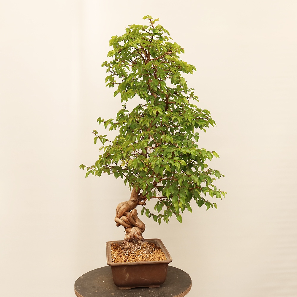 Venkovní bonsai -Carpinus Coreana - Habr korejský