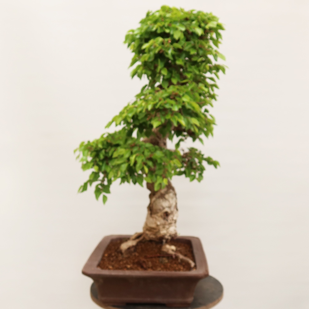 Venkovní bonsai -Carpinus Coreana - Habr korejský