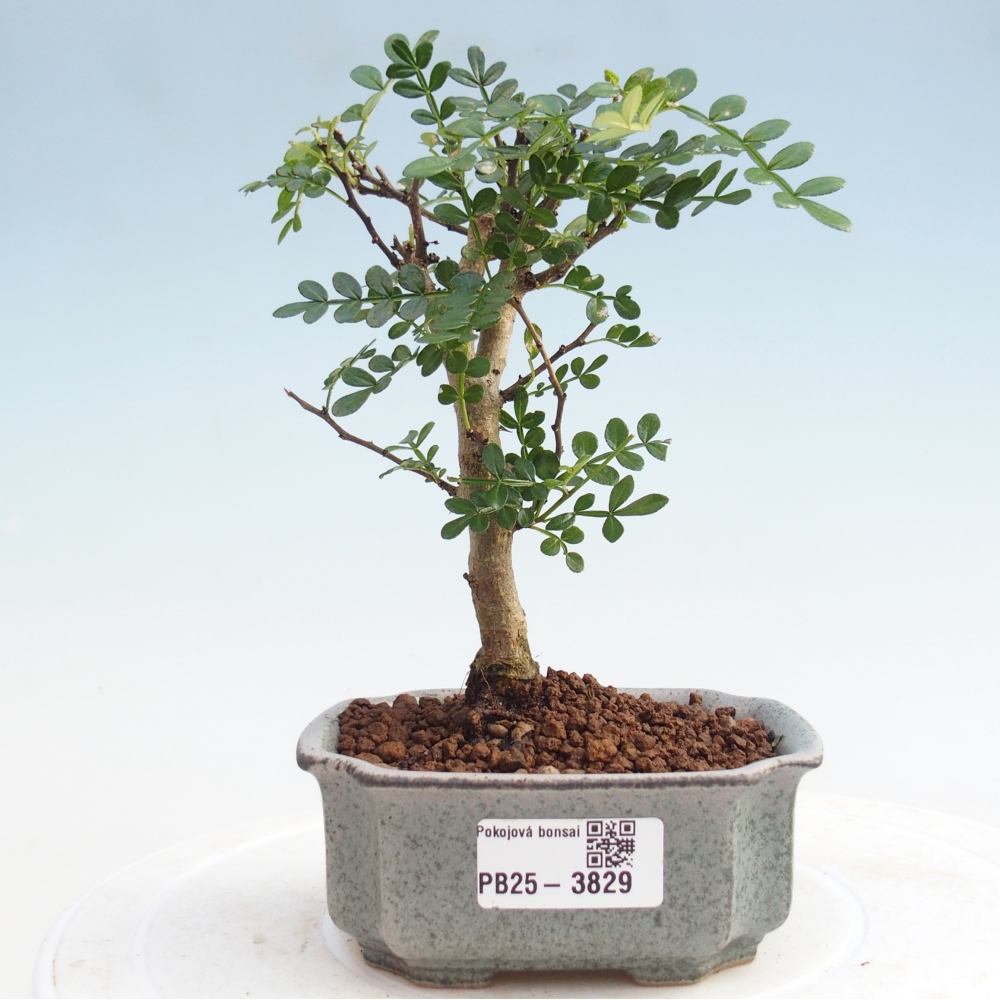 Pokojová bonsai - Zantoxylum piperitum - Pepřovník PB220935