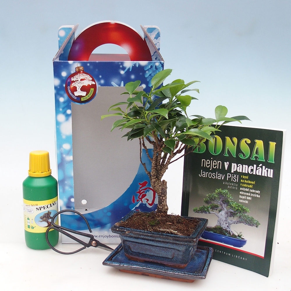 Pokojová bonsai v dárkové krabičce 