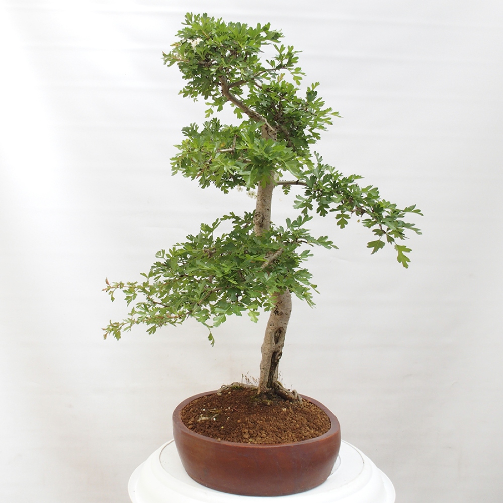 Venkovní bonsai - Hloh - Crataegus monogyna