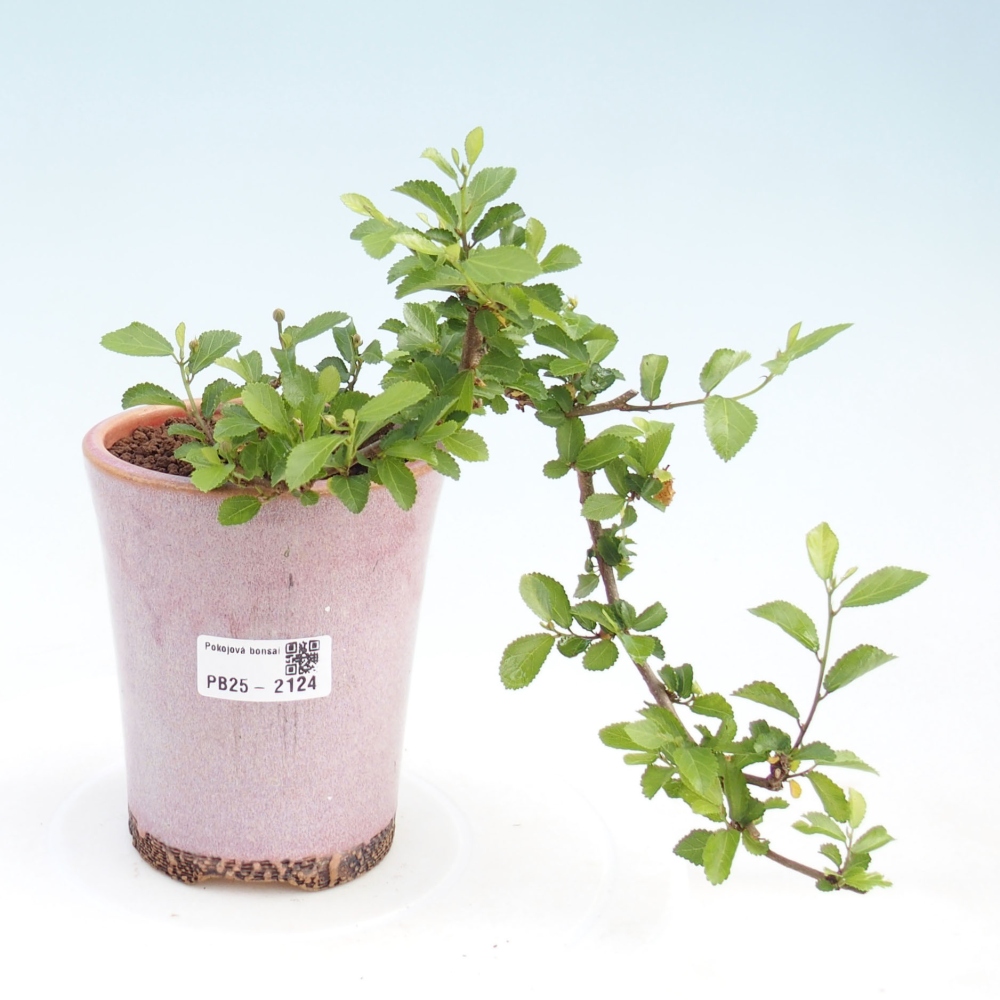 Pokojová bonsai - Grewia occidentalis - Hvězdice levandulová