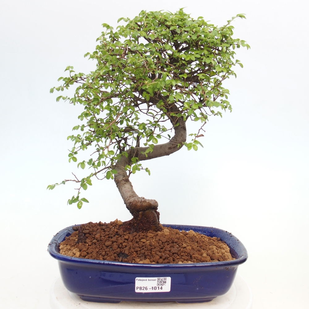 Pokojová bonsai - Ulmus parvifolia - Malolistý jilm