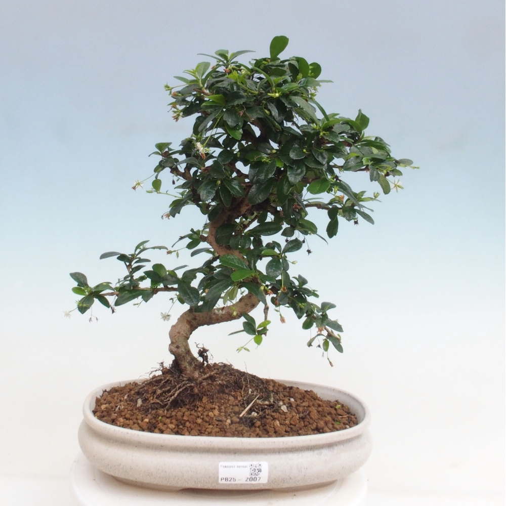 Pokojová bonsai - Carmona macrophylla - Čaj fuki