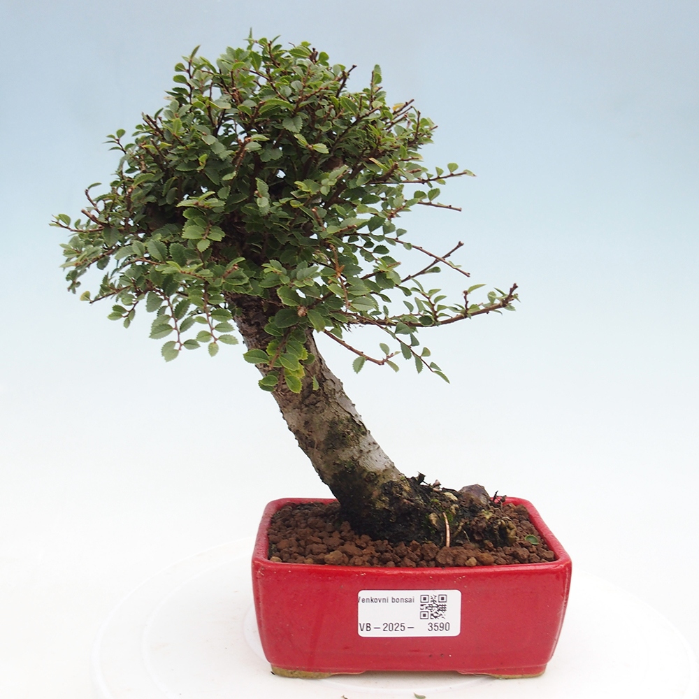 Venkovní bonsai - Ulmus parvifolia Hokkaido - jilm Čínský