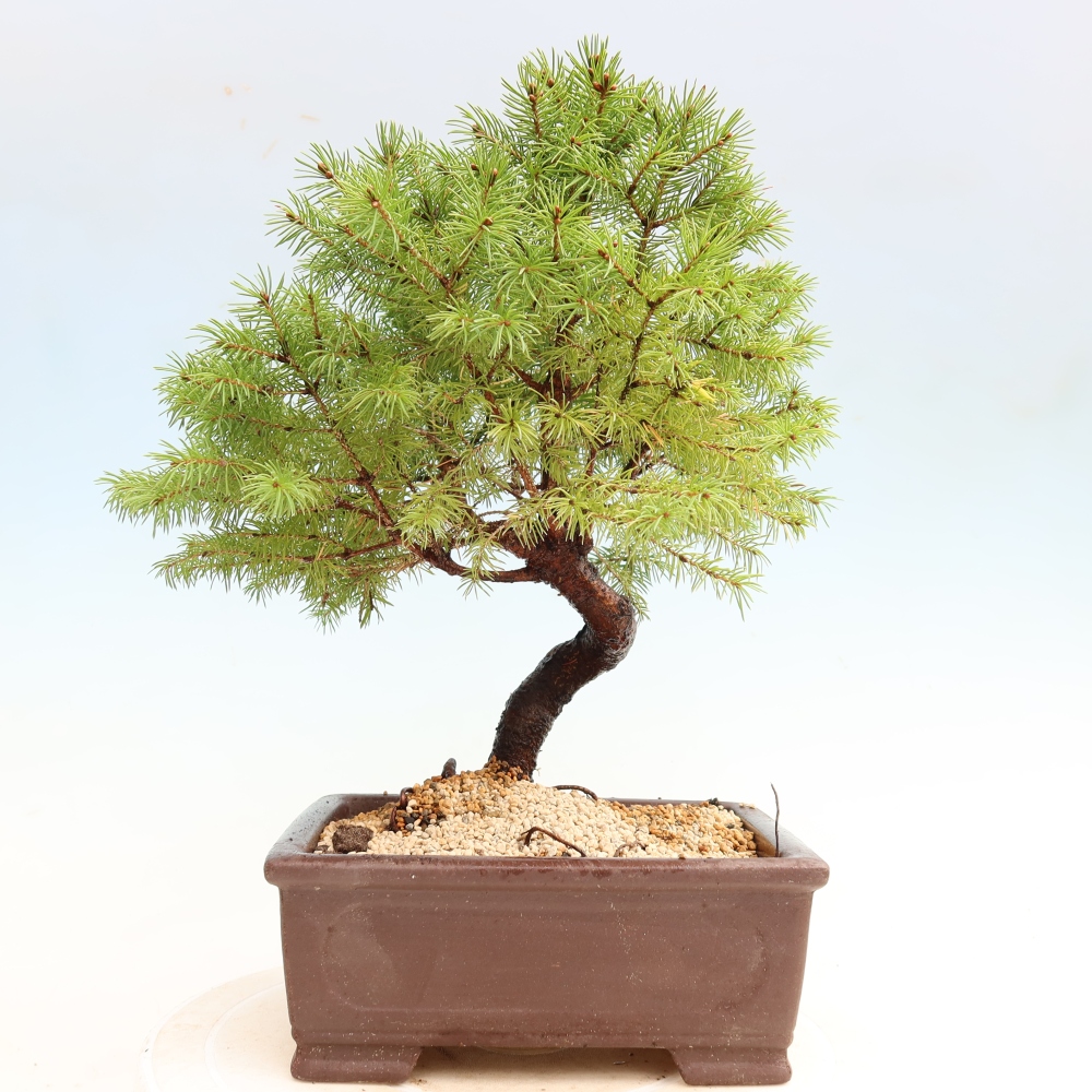 Venkovní bonsai- Smrk sivý - Picea glauca globe