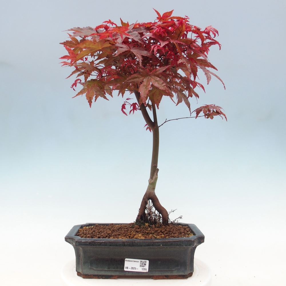 Venkovní bonsai - Javor dlanitolistý - Acer palmatum DESHOJO