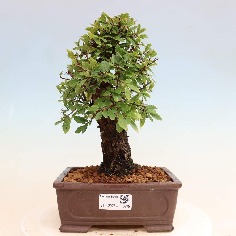 Venkovní bonsai - Zelkova - Zelkova NIRE