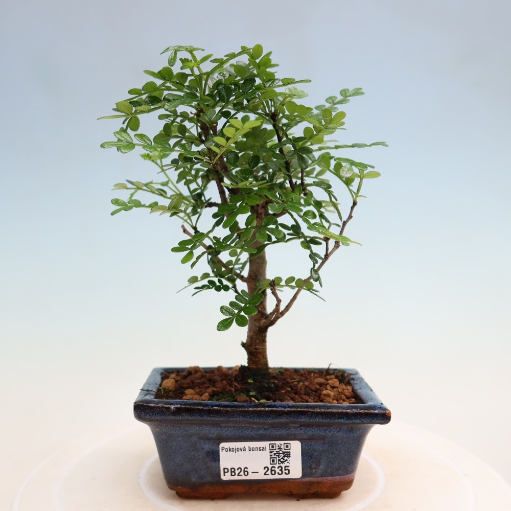 Pokojová bonsai - Zantoxylum piperitum - pepřovník