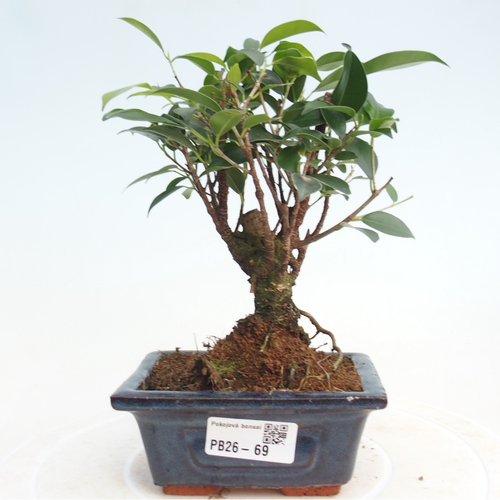 Pokojová bonsai Ficus retusa kimmen