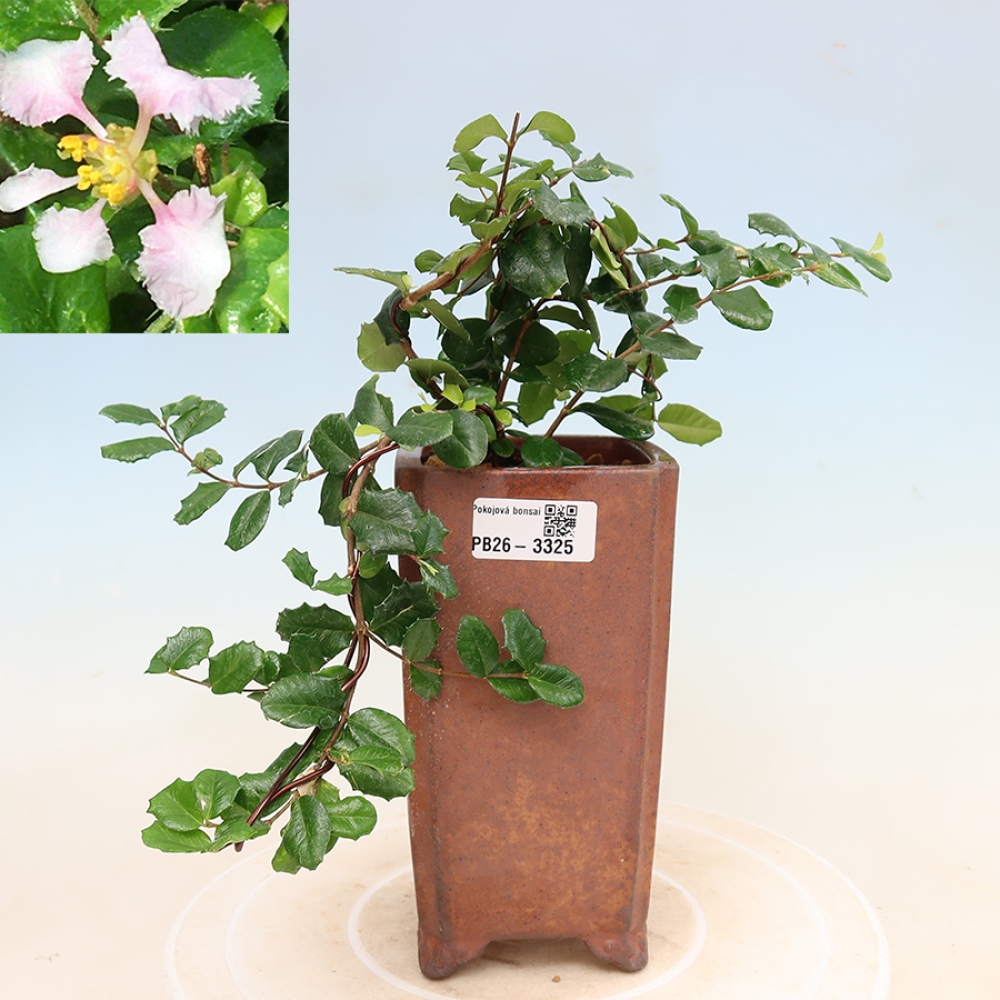 Pokojová bonsai - Malpígie barbadoská třešeň - Malpighia coccigera
