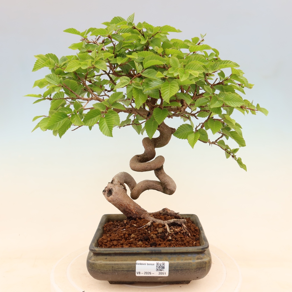 Venkovní bonsai -Carpinus coreana - Habr korejský