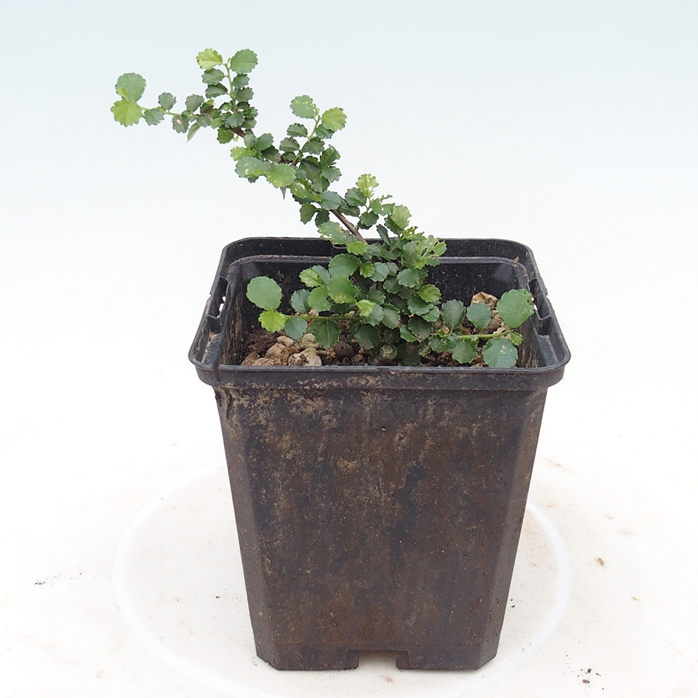 Pokojová bonsai - Grewia sp. - Grewie malolistá v kontejneru