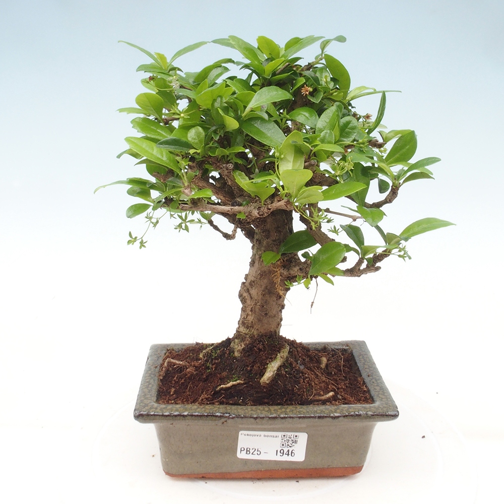 Pokojová bonsai - Carmona macrophylla - Čaj fuki