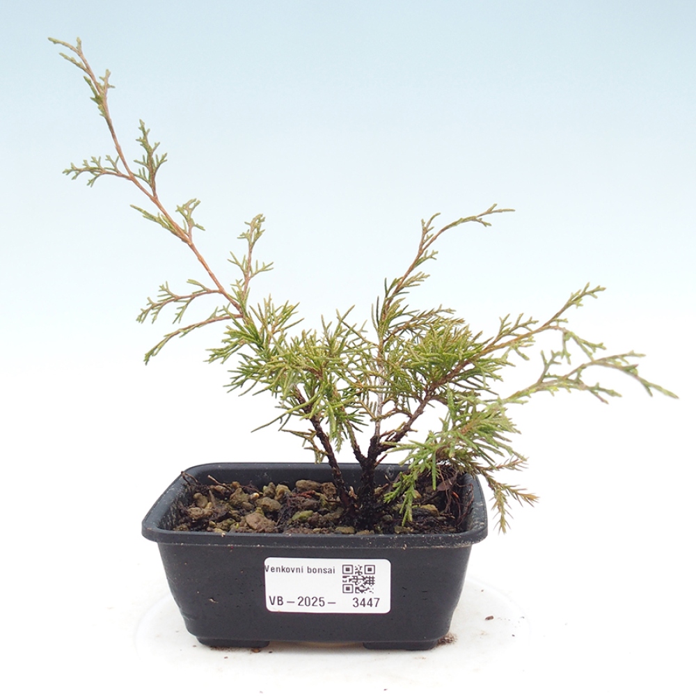 Venkovní bonsai - Juniperus chinensis Itoigawa -Jalovec čínský