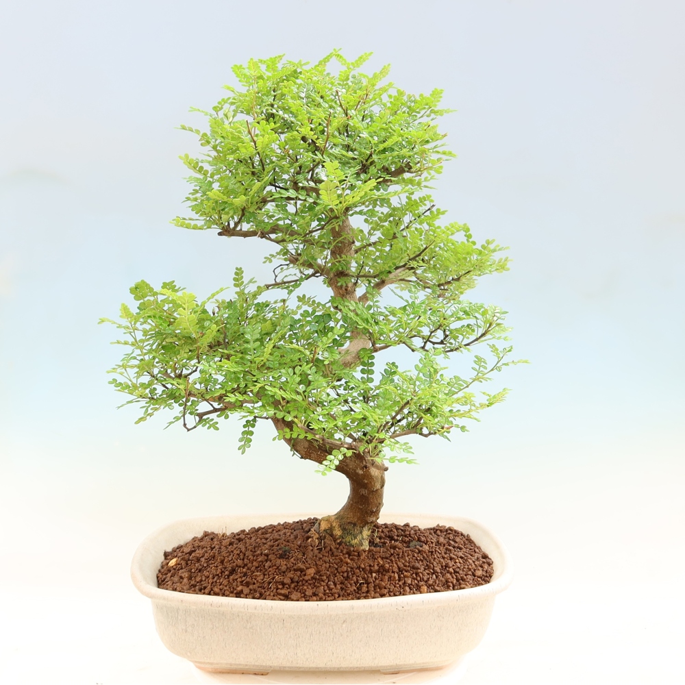 Pokojová bonsai - Zantoxylum piperitum - pepřovník