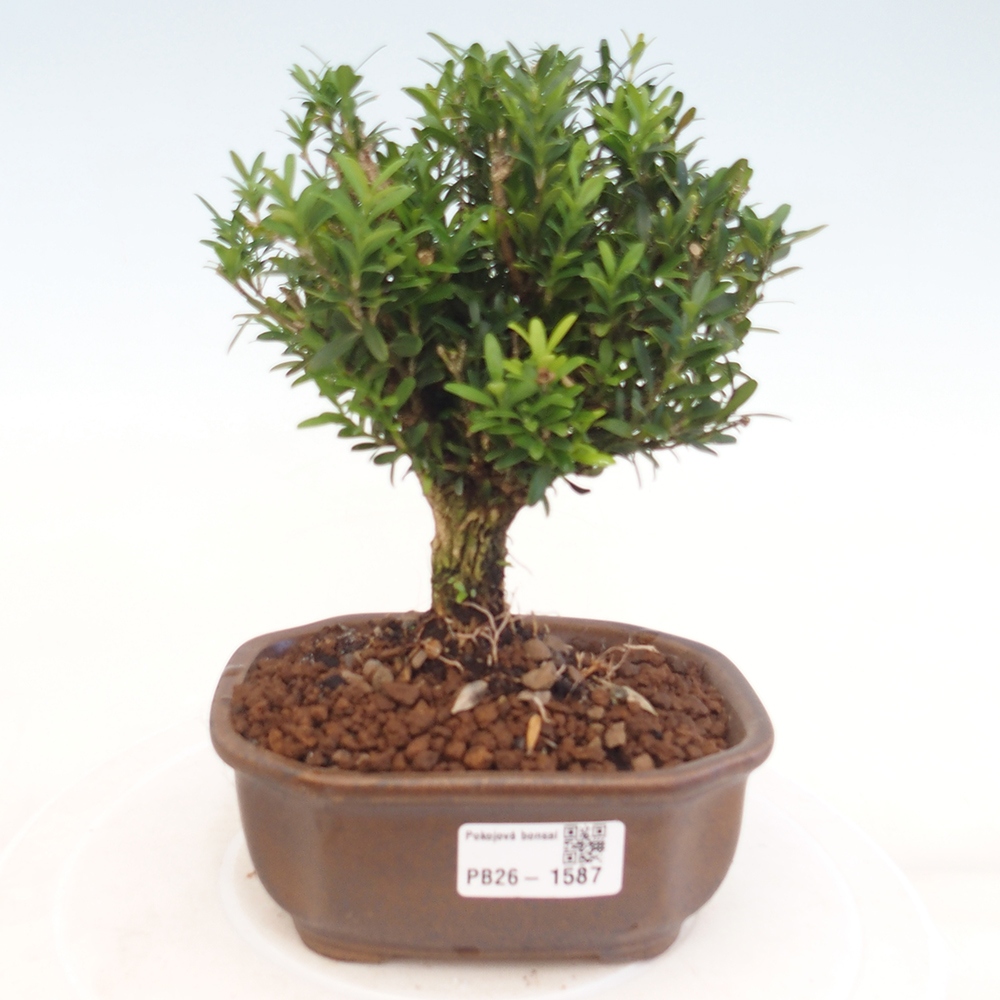 Pokojová bonsai - Buxus harlandii -korkový buxus
