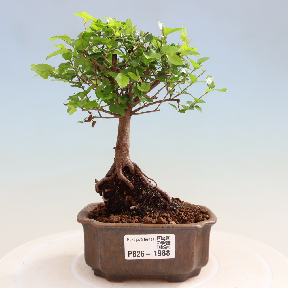 Pokojová bonsai - Sagerécie thea - Sagerécie thea