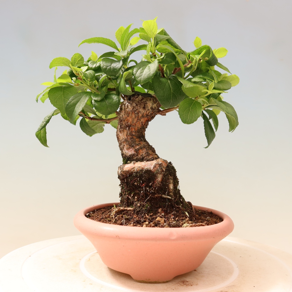 Venkovní bonsai - Celastrus  orbiculatus - Jesenec okrouhlolistý