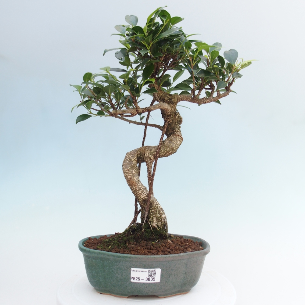 Pokojová bonsai - Ficus retusa -  malolistý fíkus
