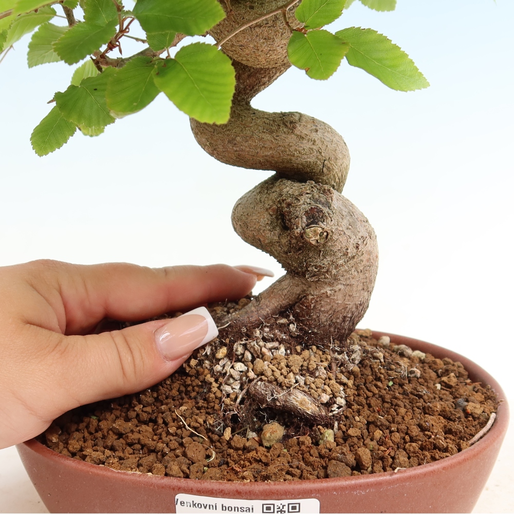 Venkovní bonsai -Carpinus coreana - Habr korejský