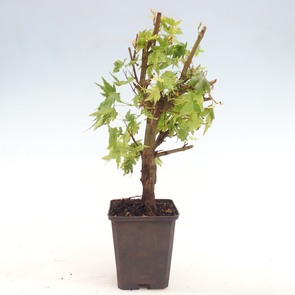 Venkovní bonsai -Javor dlanitolistý - Acer palmatum Dr Tilt v kontejneru