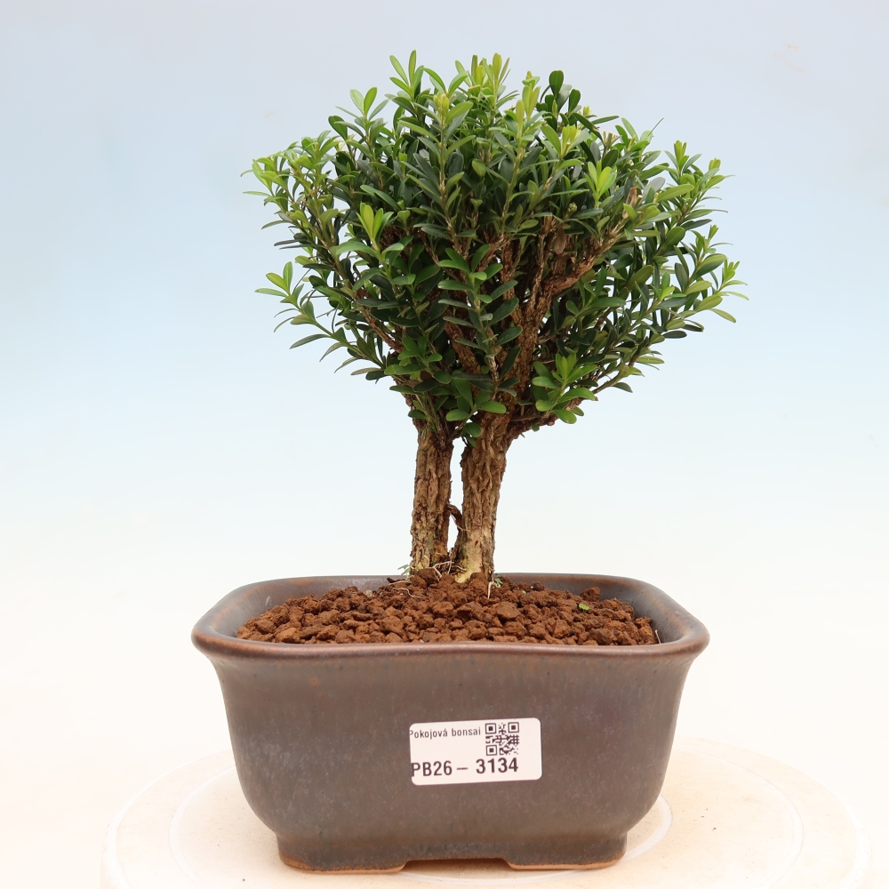 Pokojová bonsai - Buxus harlandii -korkový buxus