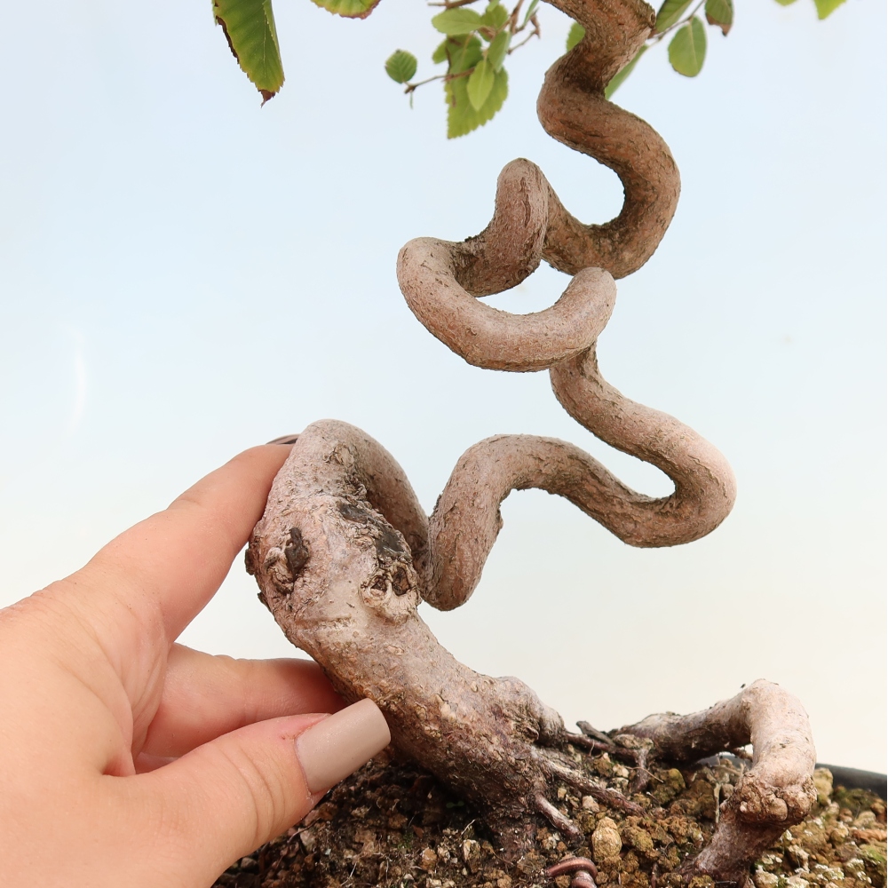 Venkovní bonsai -Carpinus CARPINOIDES - Habr korejský