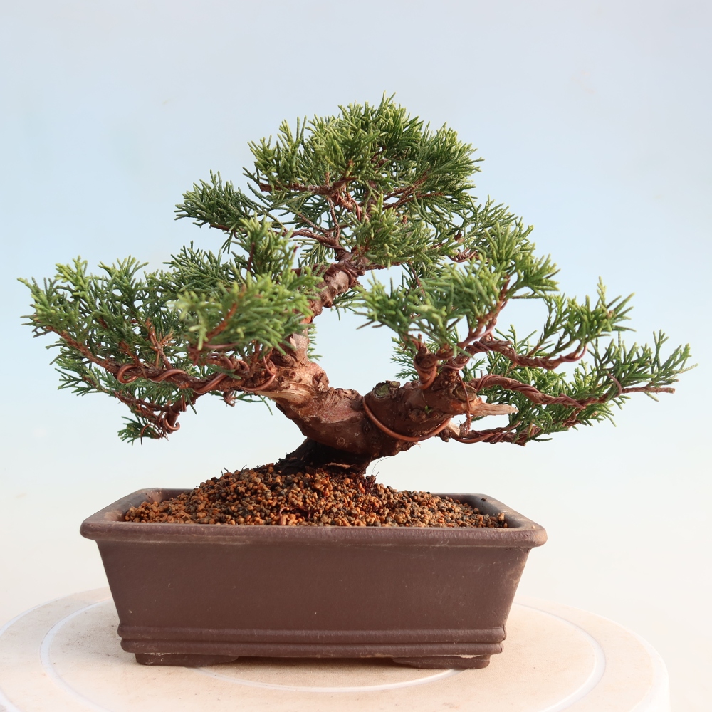 Venkovní bonsai - Juniperus chinensis Itoigawa -Jalovec čínský