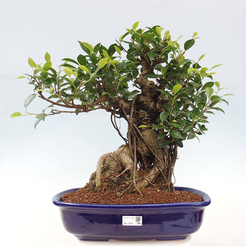 Pokojová bonsai - Ficus kimmen -  malolistý fíkus - POUZE OSOBNÍ ODBĚR nebo paletová přeprava