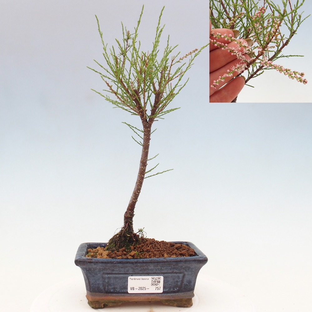 Venkovní bonsai - Tamaryšek - Tamarix