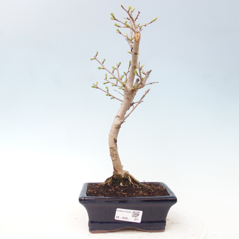 Venkovní bonsai -Pseudolarix amabis-Pamodřín
