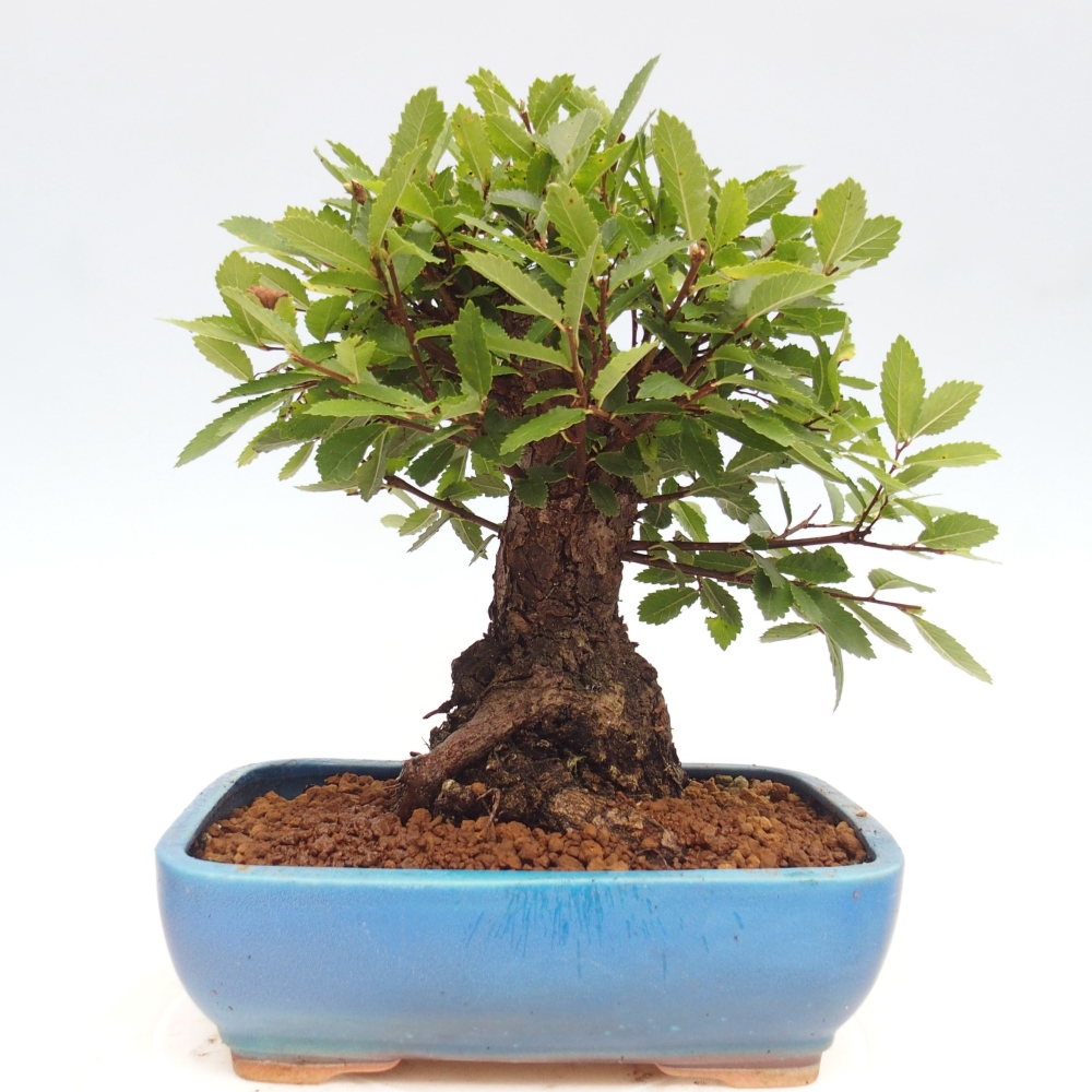 Venkovní bonsai - Zelkova - Zelkova NIRE