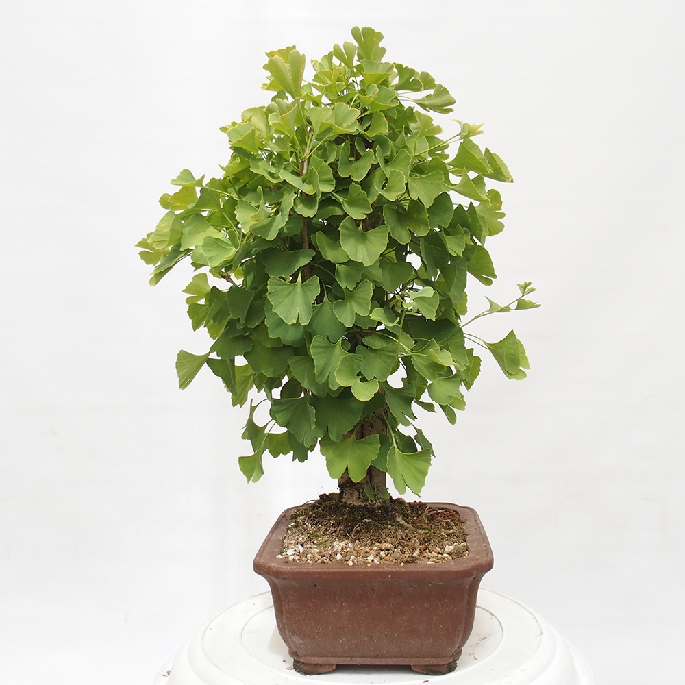 Venkovní bonsai - Jinan dvoulaločný - Ginkgo biloba