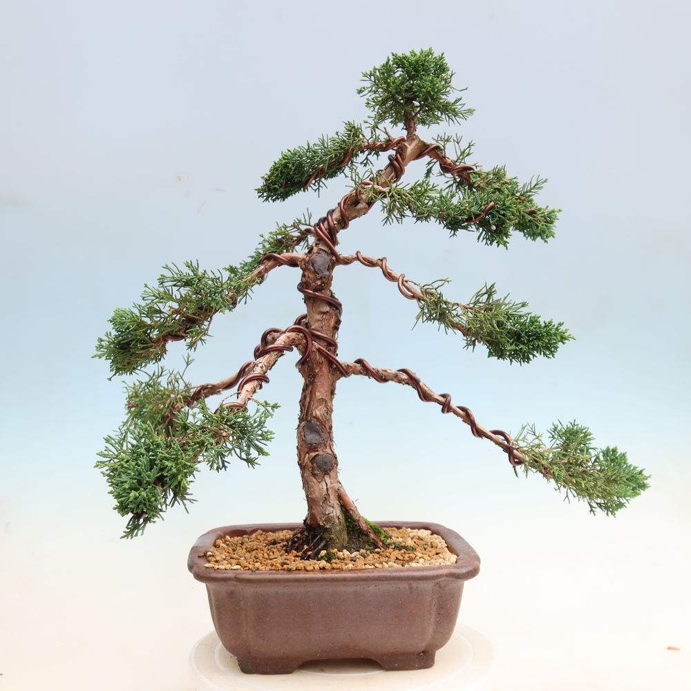 Venkovní bonsai - Juniperus chinensis Kishu -Jalovec čínský