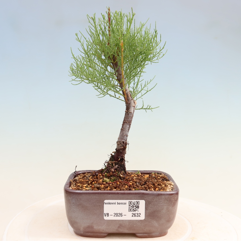 Venkovní bonsai - Tamaryšek - Tamarix