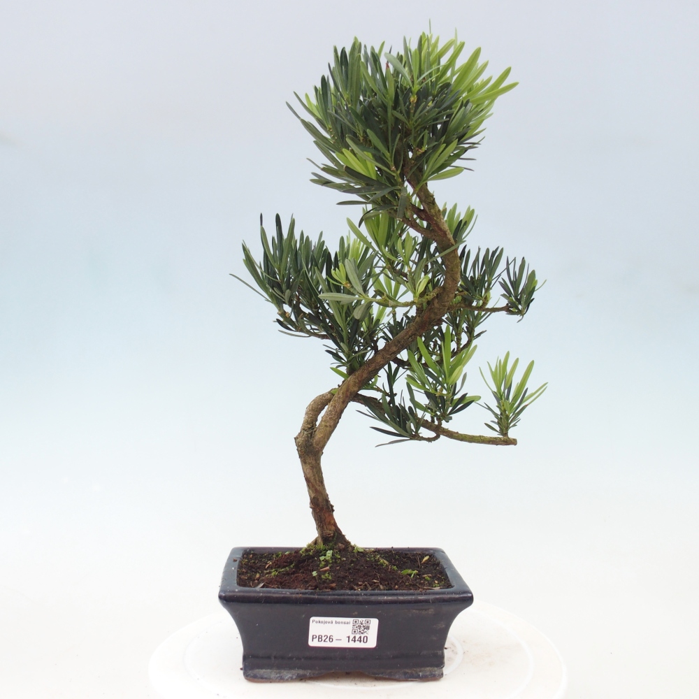Pokojová bonsai - Podocarpus - Kamenný tis