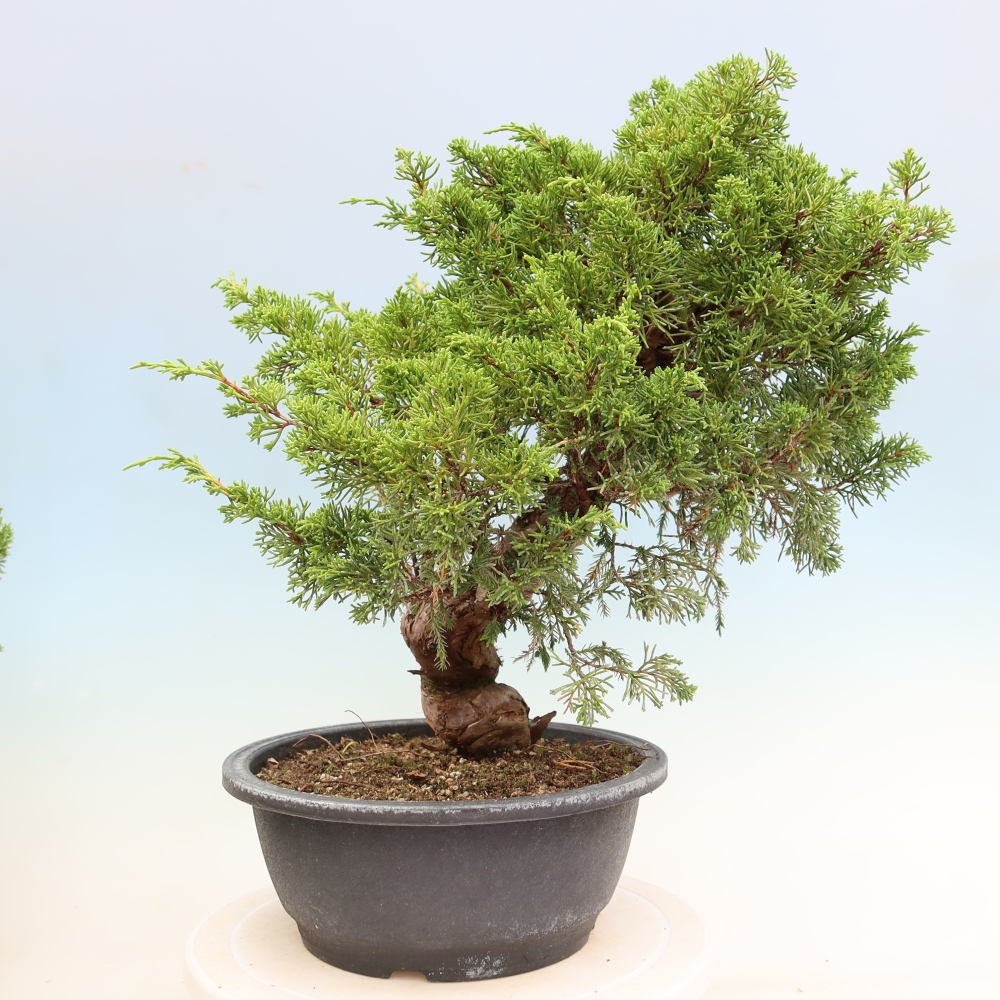 Venkovní bonsai - Juniperus chinensis Itoigawa-Jalovec čínský