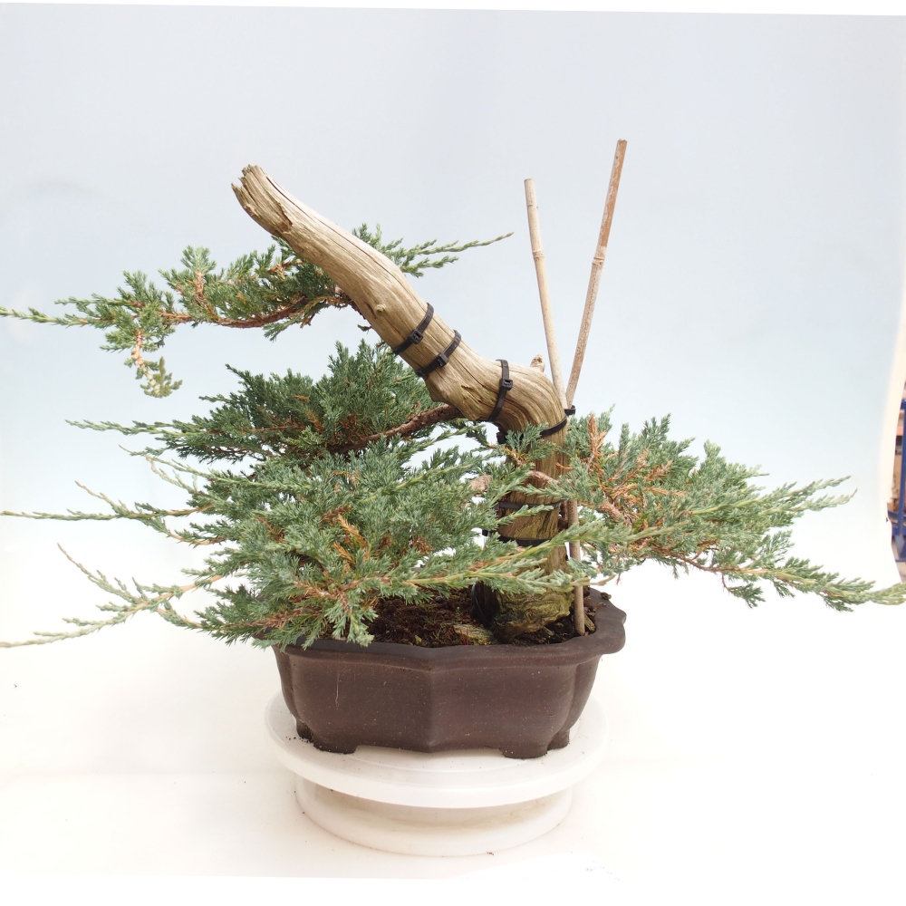 Venkovní bonsai - Juniperus  - Jalovec polehavý