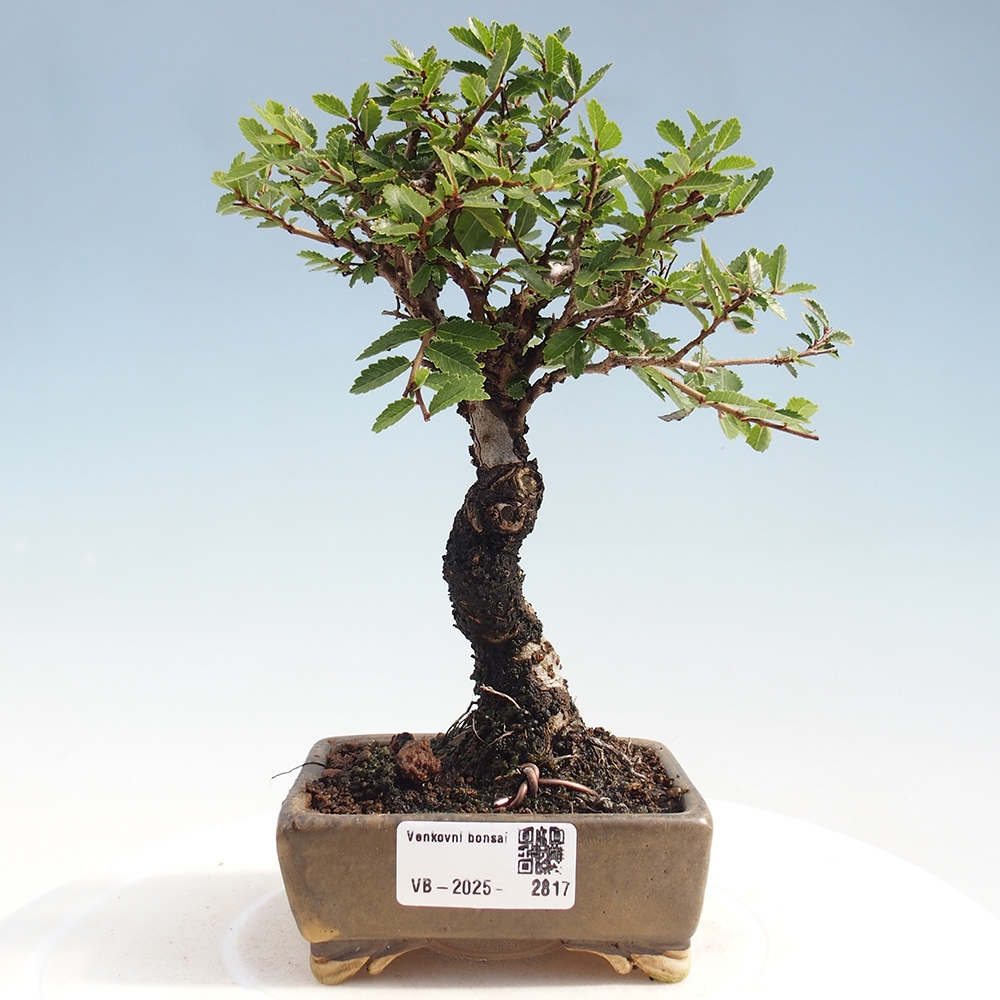 Venkovní bonsai - Zelkova - Zelkova NIRE