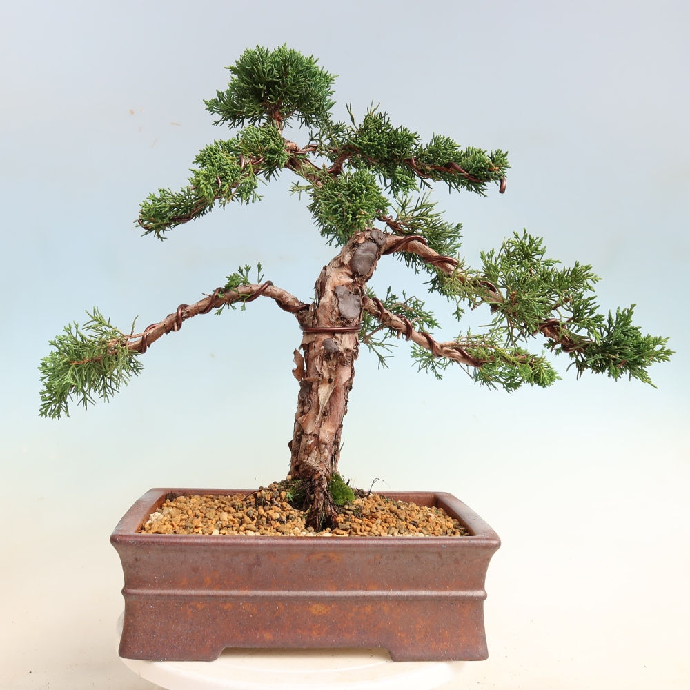 Venkovní bonsai - Juniperus chinensis Kishu -Jalovec čínský
