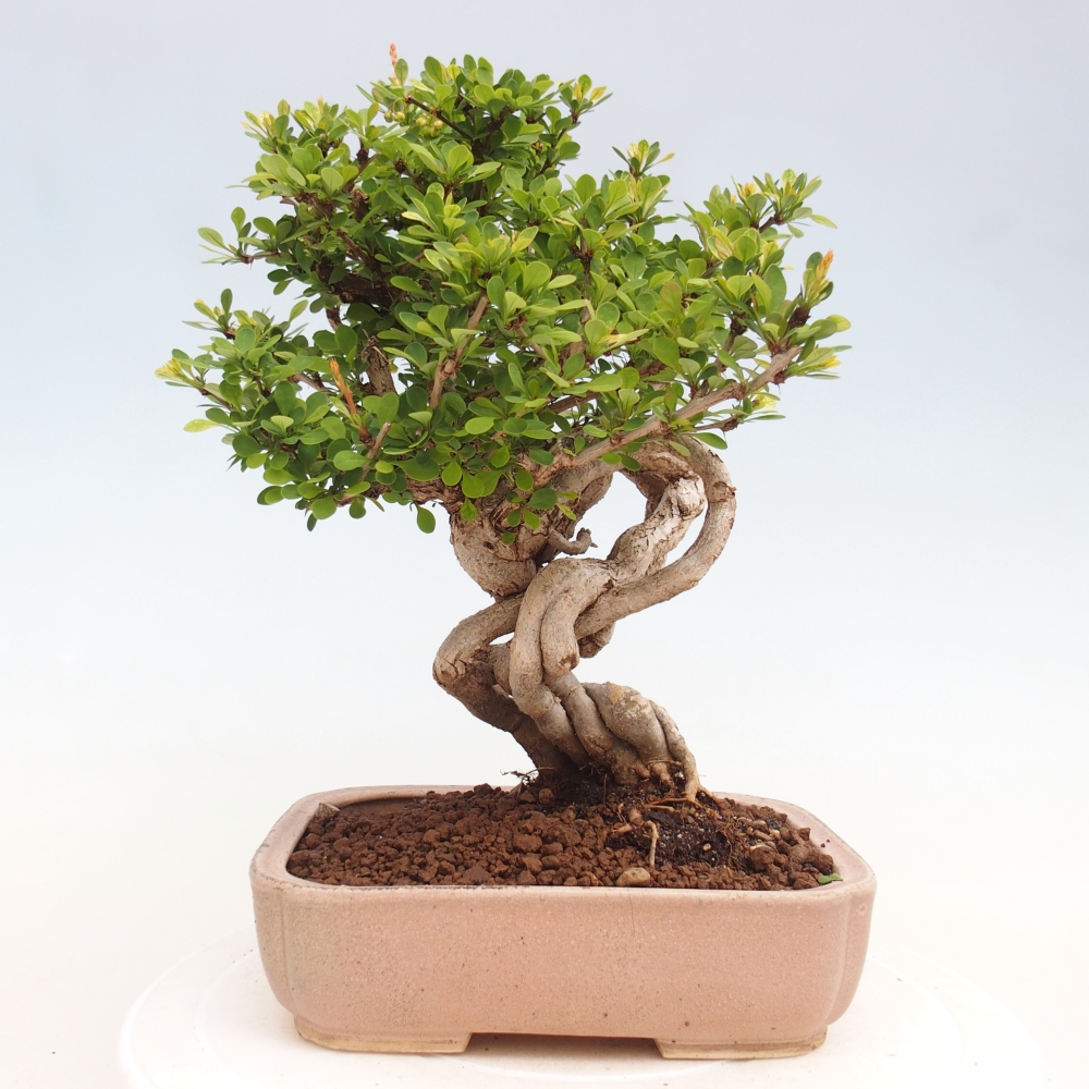 Venkovní bonsai - Berberis coreana - Dřištál korejský