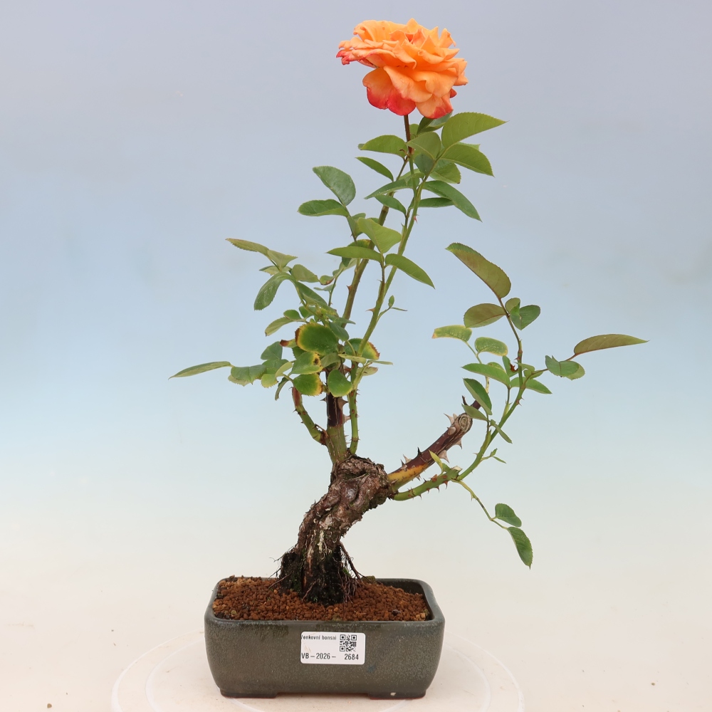 Venkovní bonsai - Rosa Kordes -  růže